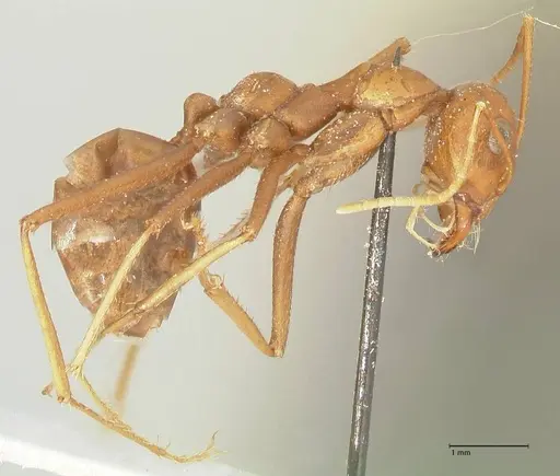 Cataglyphis bicolor specimen FOCOL2309 image focol2309_4