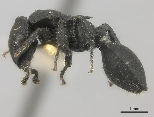 Cataulacus latissimus specimen CASENT0217828 image casent0217828_3