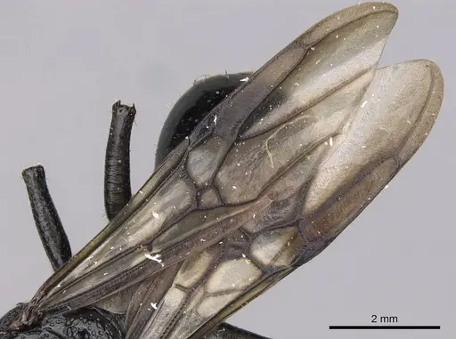 Cephalotes alfaroi specimen CASENT0627927 image casent0627927_4