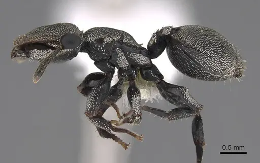Cephalotes cristatus specimen CASENT0922599 image casent0922599_3