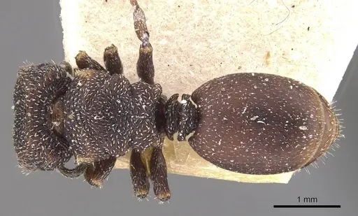 Cephalotes fiebrigi specimen CASENT0909290 image casent0909290_1