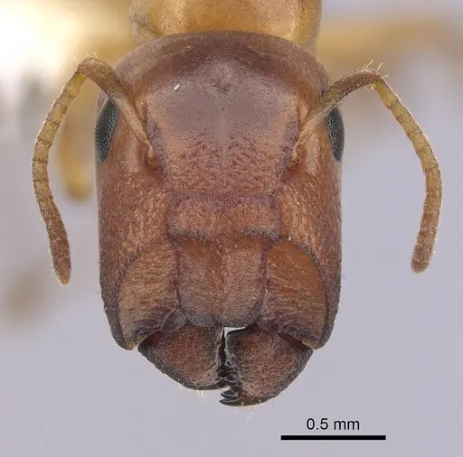 Colobopsis abdita specimen CASENT0249379 image casent0249379_2