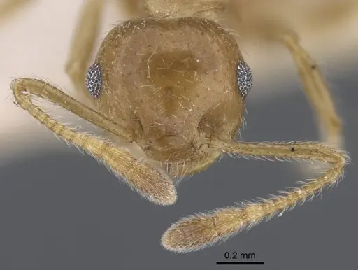 Crematogaster brunnea specimen CASENT0916979 image casent0916979_2