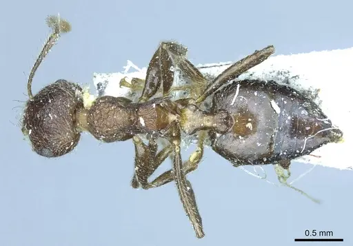 Crematogaster dohrni specimen CASENT0919682 image casent0919682_1