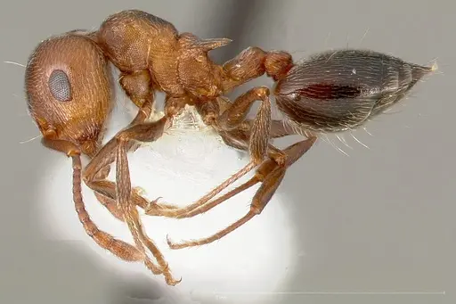 Crematogaster mutans specimen CASENT0005672 image casent0005672_3