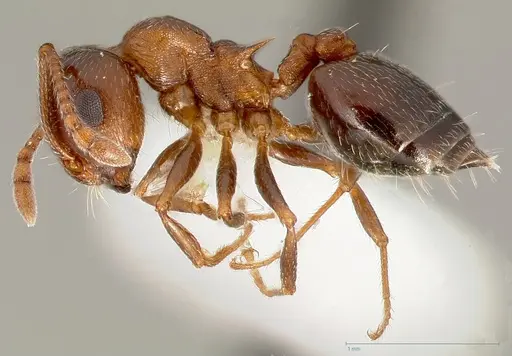 Crematogaster opuntiae specimen CASENT0005673 image casent0005673_4