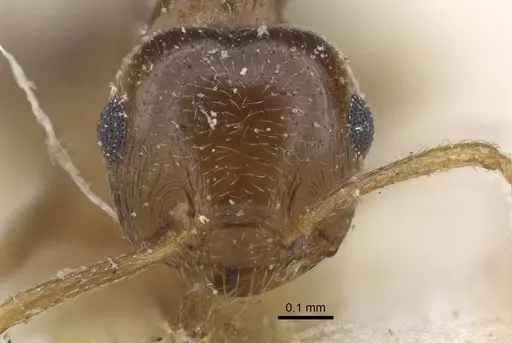 Crematogaster zavattarii specimen CASENT0916986 image casent0916986_4