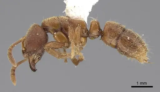 Cryptopone gilva specimen CASENT0914509 image casent0914509_4