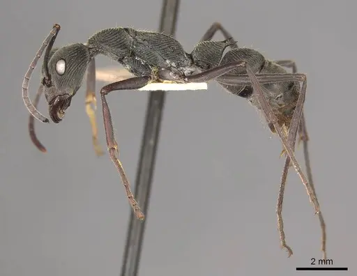 Diacamma geometricum specimen CASENT0915968 image casent0915968_3