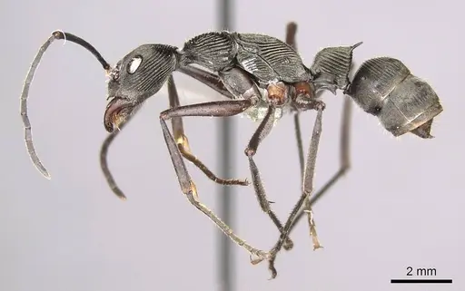 Diacamma magdalenae specimen CASENT0915959 image casent0915959_4
