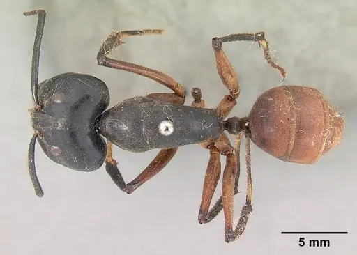 Dinomyrmex gigas specimen CASENT0102091 image casent0102091_1