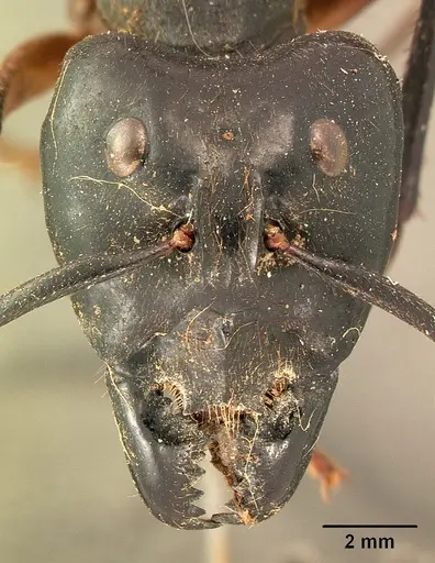 Dinomyrmex gigas specimen CASENT0102091 image casent0102091_2