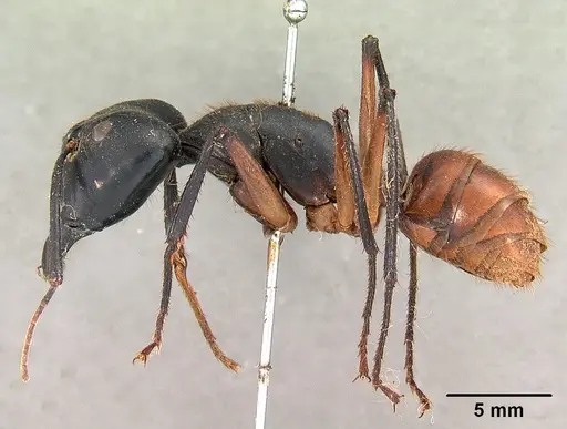 Dinomyrmex gigas specimen CASENT0102091 image casent0102091_3