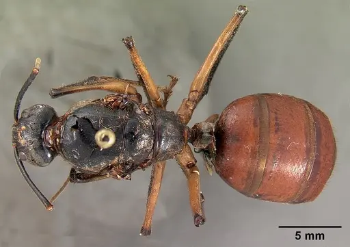 Dinomyrmex gigas specimen CASENT0102138 image casent0102138_1