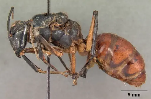 Dinomyrmex gigas specimen CASENT0102138 image casent0102138_3