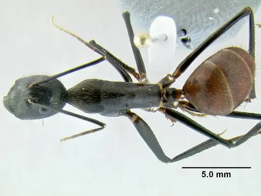 Dinomyrmex gigas specimen CASENT0106240 image casent0106240_1