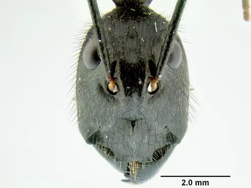 Dinomyrmex gigas specimen CASENT0106240 image casent0106240_2