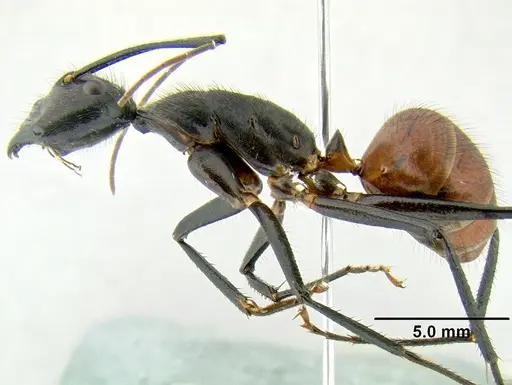 Dinomyrmex gigas specimen CASENT0106240 image casent0106240_3
