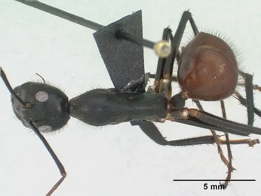 Dinomyrmex gigas specimen CASENT0179616 image casent0179616_1