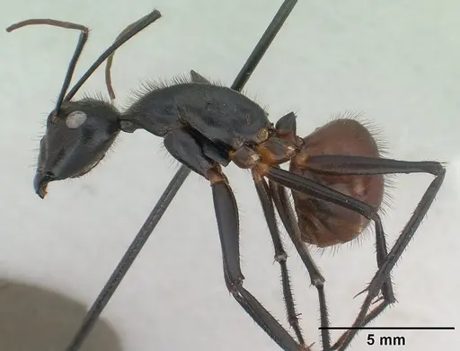 Dinomyrmex gigas specimen CASENT0179616 image casent0179616_3