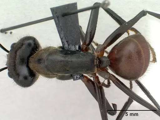 Dinomyrmex gigas specimen CASENT0179617 image casent0179617_1
