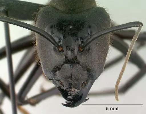 Dinomyrmex gigas specimen CASENT0179617 image casent0179617_2