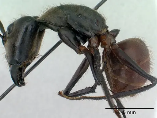 Dinomyrmex gigas specimen CASENT0179617 image casent0179617_3