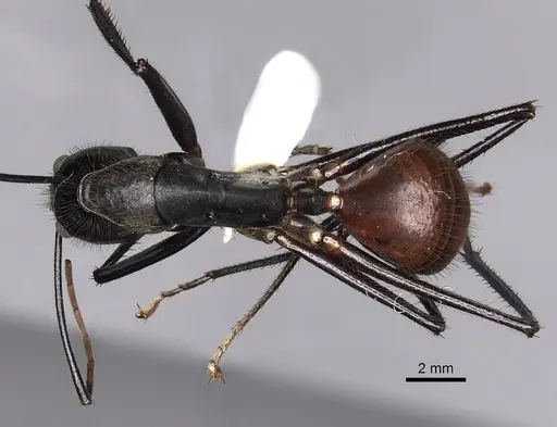 Dinomyrmex gigas specimen CASENT0280278 image casent0280278_1
