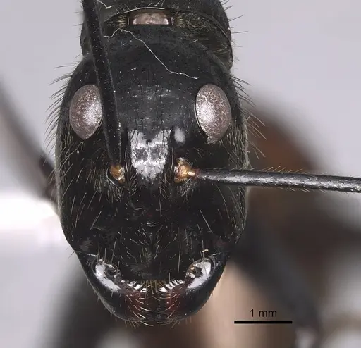 Dinomyrmex gigas specimen CASENT0280278 image casent0280278_2