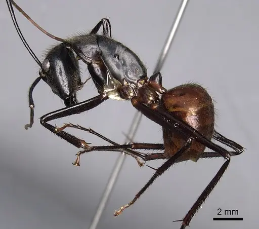 Dinomyrmex gigas specimen CASENT0280278 image casent0280278_4