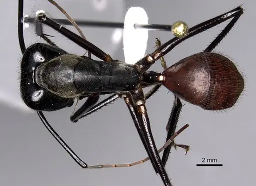 Dinomyrmex gigas specimen CASENT0280279 image casent0280279_1