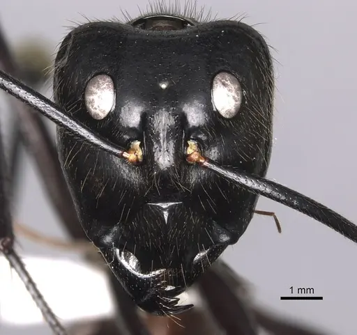 Dinomyrmex gigas specimen CASENT0280279 image casent0280279_2