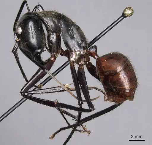 Dinomyrmex gigas specimen CASENT0280279 image casent0280279_3
