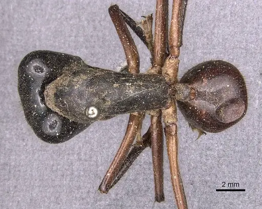 Dinomyrmex gigas specimen CASENT0905185 image casent0905185_1