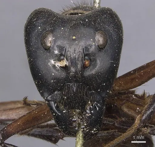 Dinomyrmex gigas specimen CASENT0905185 image casent0905185_2