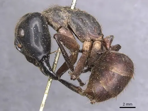 Dinomyrmex gigas specimen CASENT0905185 image casent0905185_3