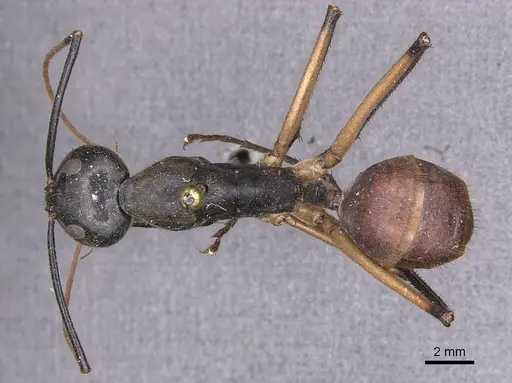Dinomyrmex gigas specimen CASENT0905186 image casent0905186_1