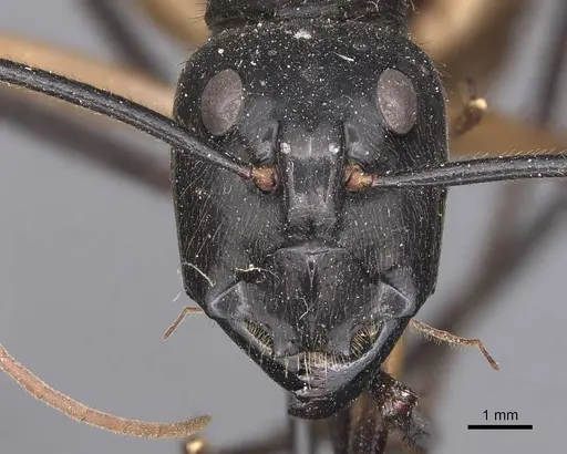 Dinomyrmex gigas specimen CASENT0905186 image casent0905186_2