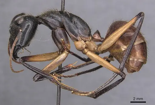 Dinomyrmex gigas specimen CASENT0905186 image casent0905186_3