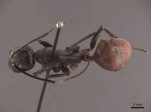 Dinomyrmex gigas specimen FMNHINS0000045763 image fmnhins0000045763_1