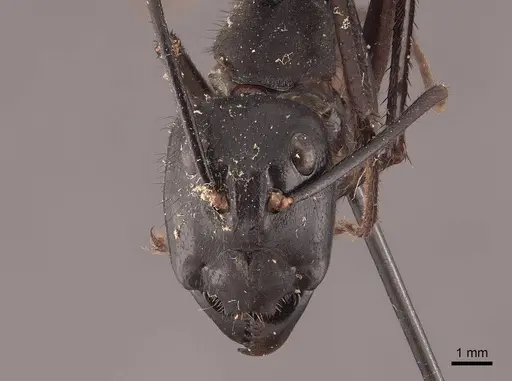 Dinomyrmex gigas specimen FMNHINS0000045763 image fmnhins0000045763_2