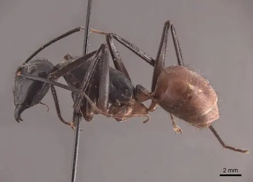 Dinomyrmex gigas specimen FMNHINS0000045763 image fmnhins0000045763_3