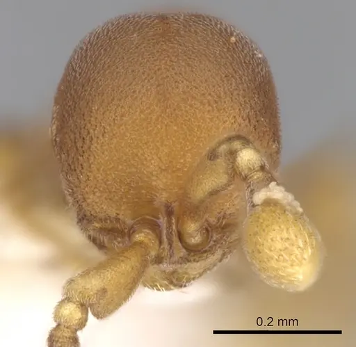 Discothyrea sexarticulata specimen CASENT0281862 image casent0281862_2