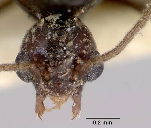 Doleromyrma darwiniana specimen CASENT0172371 image casent0172371_1