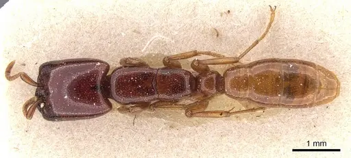 Dorylus spininodis specimen CASENT0905923 image casent0905923_2