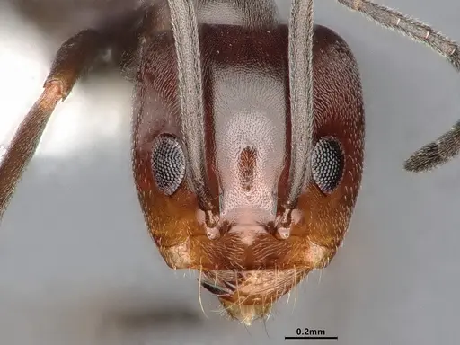 Dorymyrmex paiute specimen CASENT4031331 image casent4031331_3