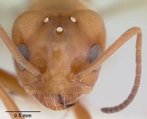 Dorymyrmex smithi specimen CASENT0103444 image casent0103444_2