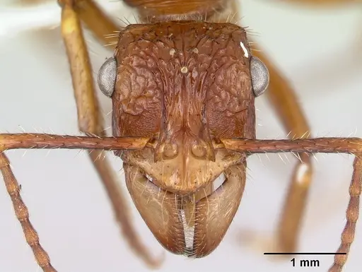Ectatomma parasiticum specimen CASENT0178851 image casent0178851_2