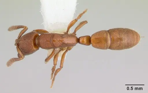 Feroponera ferox specimen CASENT0102994 image casent0102994_1
