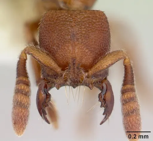 Feroponera ferox specimen CASENT0102994 image casent0102994_2
